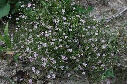 148_Gypsophila muralis